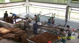 Fresh Ginger Processing Technology