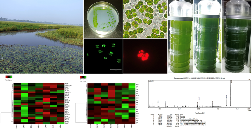 Polyunsaturated Fatty Acids (PUFA) and Nutraceuticals from Algae