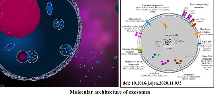 Exosomes